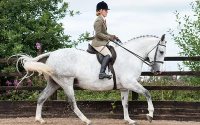 Equine Metabolic Syndrome: Recognising and Managing EMS in Your Horse