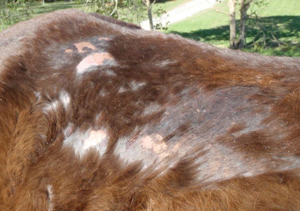 Skin issues in the horse.