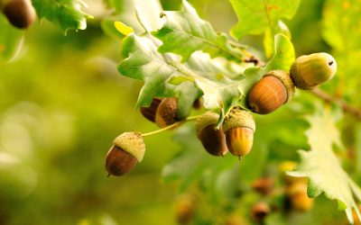 Acorns and oak: