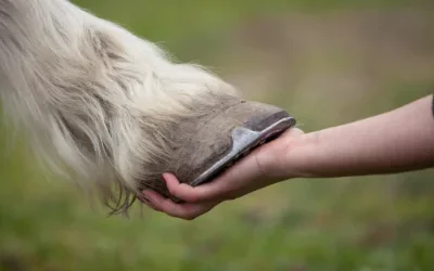 Summer Laminitis: Why brown grass can still be dangerous
