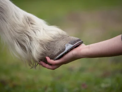 A close up of a vet cupping a horse's hoof.