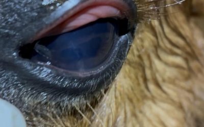 Eye Spy… What’s Wrong With This Eye?