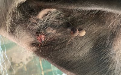 Lumps and Bumps in Horses: Understanding Sarcoids and Melanomas