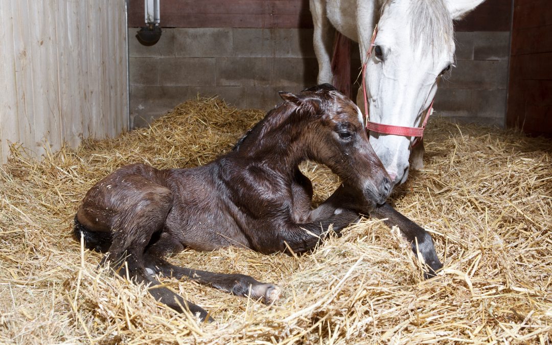 Is Your Foal Feeling Under the Weather? A Guide to Spotting Illness and Taking Action