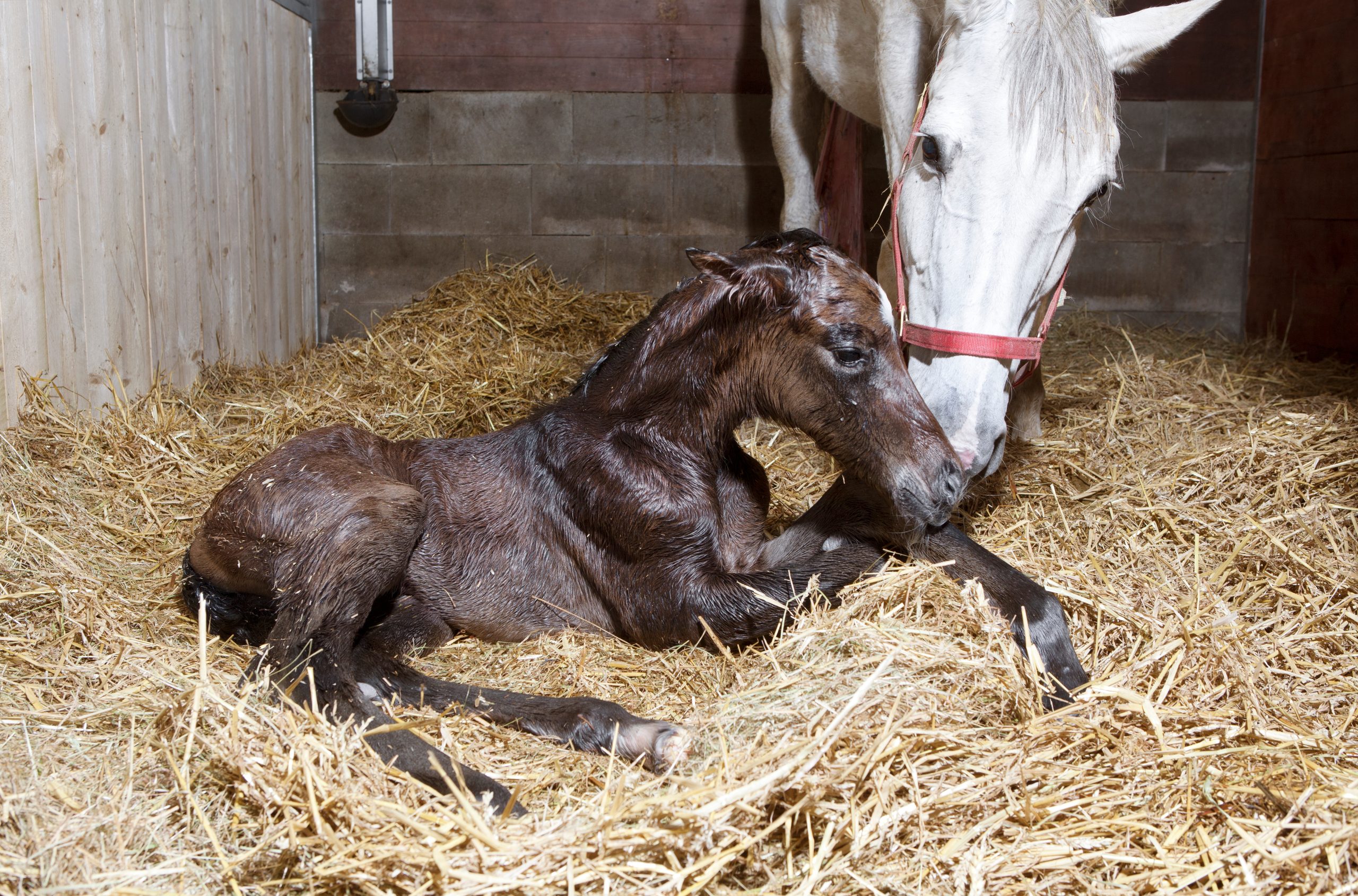 Is Your Foal Feeling Under the Weather? A Guide to Spotting Illness and ...