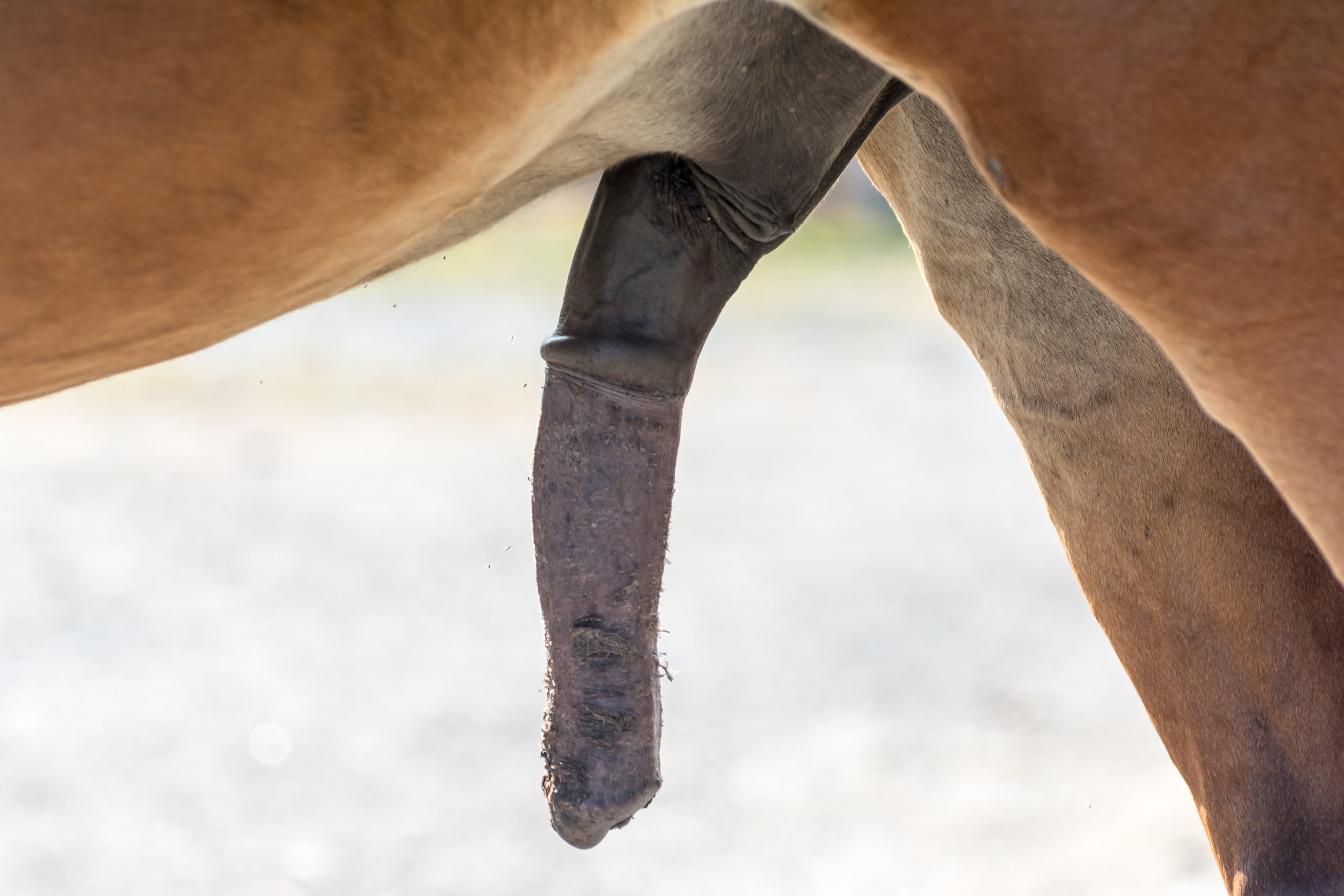 Sheath cleaning why and when. Little Rock Equine Vets