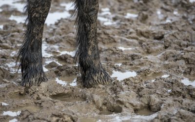 Mud, Mud, Glorious Mud: