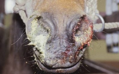 Strangles in Horses: Symptoms, Diagnosis, Treatment and Prevention